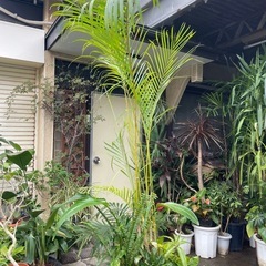 観葉植物　アレカヤシ寄植え　高さ２１０センチの画像