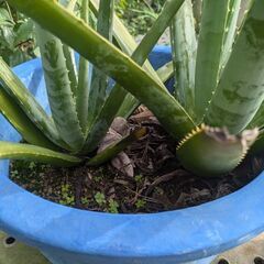 タダで差し上げます！　鉢植え　アロエ　サイズ色々の画像