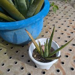 タダで差し上げます！　鉢植え　アロエ　サイズ色々の画像