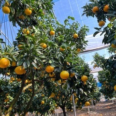 【伊予市】農業お手伝いさん募集の画像