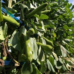 【伊予市】農業お手伝いさん募集の画像