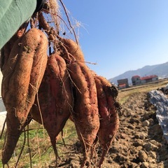 【伊予市】農業お手伝いさん募集の画像