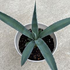 アガベ　アメリカーナ　の画像