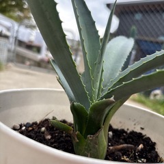 アガベ　アメリカーナ　の画像