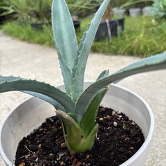 アガベ　アメリカーナ　の画像
