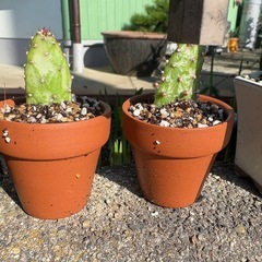 サボテン　オプンティアブルガリスの画像