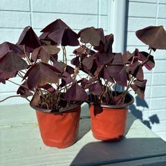 オキザリス トリアングラリス②紫の舞　の画像