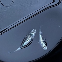 【最終値下げ】メダカ　レックウザ　1ペア　2匹　未選別　ミジンコ　①の画像