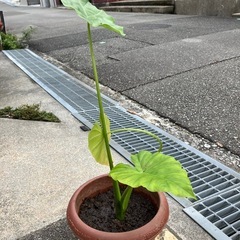 観葉植物　クワズイモの画像