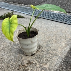 観葉植物クワズイモの画像