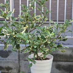 果樹苗木！2種類セット　アメリカンチェリー　レモン　の画像