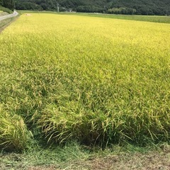 令和7年度！にじのきらめき新米！玄米30kg!の画像