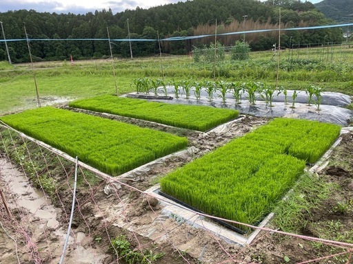 最後の１袋となりました。令和7年産
白米ひのひかり14.3kg