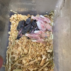 手乗り文鳥雛桜4,000円白6,000円🩷宜しくお願い致し…