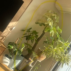 ミルキーウェイ　観葉植物の画像
