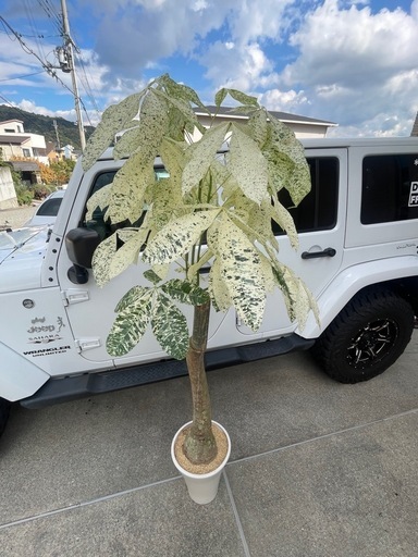 ミルキーウェイ　観葉植物