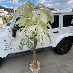 ミルキーウェイ　観葉植物の画像