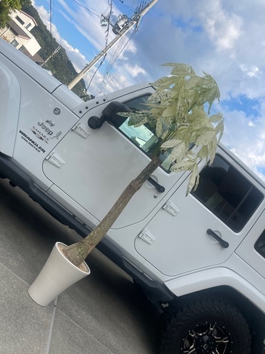 ミルキーウェイ　観葉植物
