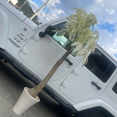 ミルキーウェイ　観葉植物の画像