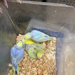 手乗りセキセキインコと小桜レインボー5,000円ルチノー3…