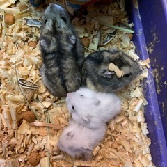 ジャンガリアンハムスターグレー1,500円パールホワイト2…