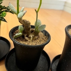 観葉植物 塊根植物 まとめ売りの画像
