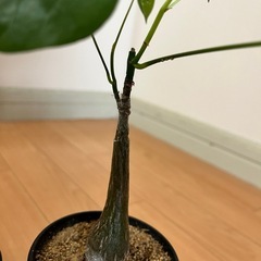 観葉植物 塊根植物 まとめ売りの画像