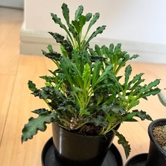 観葉植物 塊根植物 まとめ売りの画像