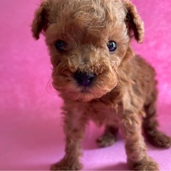 トイプ　家族募集中(販売)