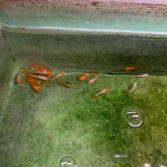 三ツ尾更紗和金小さめ280円で宜しくお願い致します