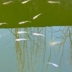 めだか10匹の画像