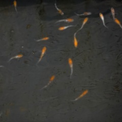 めだか10匹の画像