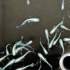 めだか10匹の画像