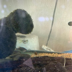 オイカワ入荷絶好調良いですね750円で