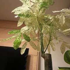 ミルキーウェイ　観葉植物の画像