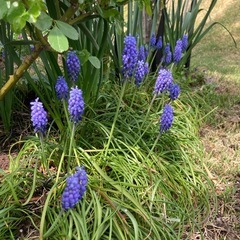 ムスカリの画像