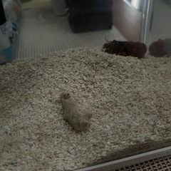 近海産 ヒメセミエビの画像