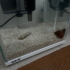 近海産 ヒメセミエビの画像