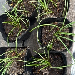 ムスカリの画像