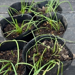 ムスカリの画像