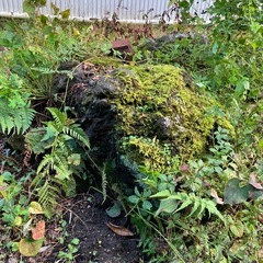 庭石　石　巨石　ガーデニングの画像