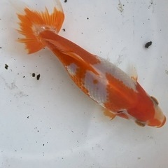 金魚 格安です❗️の画像