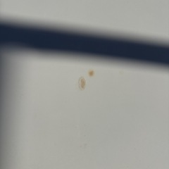 アサヒグラシス製 こたつ YKC-9061HG｜600Wヒーター搭載・テーブル兼用｜伊勢崎市宮子町の画像