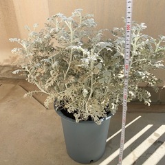 植物🪴9点セットの画像