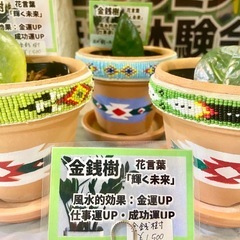 🪴【金運UP・輝く未来✨】一点物！ネイティブデザインの金銭樹（ザミオクルカス）🌿の画像