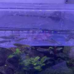 特価　(熱帯魚)オトシンクルス（約2-3cm ）＜3匹＞の画像