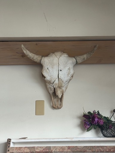本物 牛頭骨 壁掛け インテリア スカル カウスカル