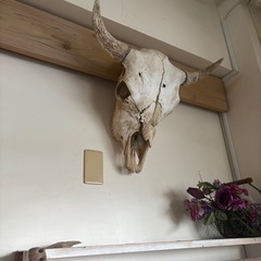 本物 牛頭骨 壁掛け インテリア スカル カウスカル の画像