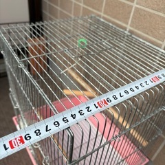 鳥かご　ケージ①の画像