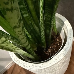 観葉植物　1mほどの画像